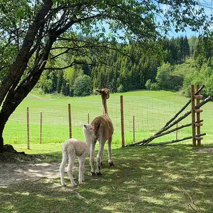 Stabbursnatt med alpakkaer