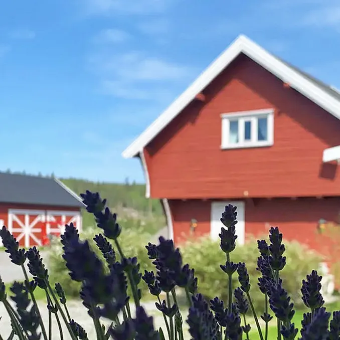 Stabbursnatt med alpakkaer