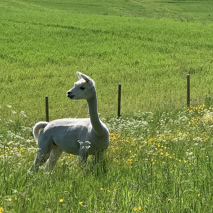 Stabbursnatt med alpakkaer
