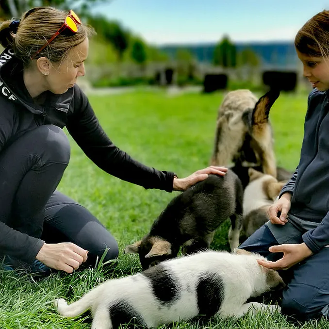Kennel Husky Besøk