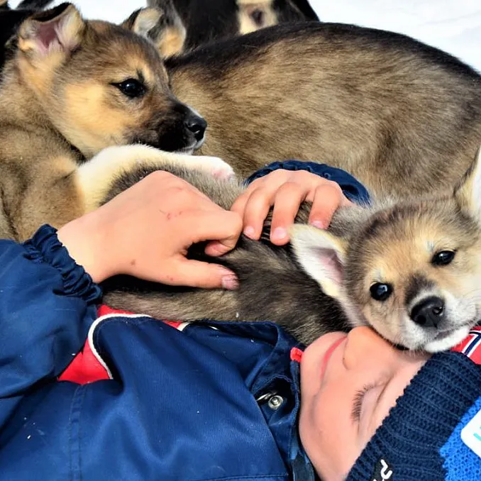Kennel Husky Besøk