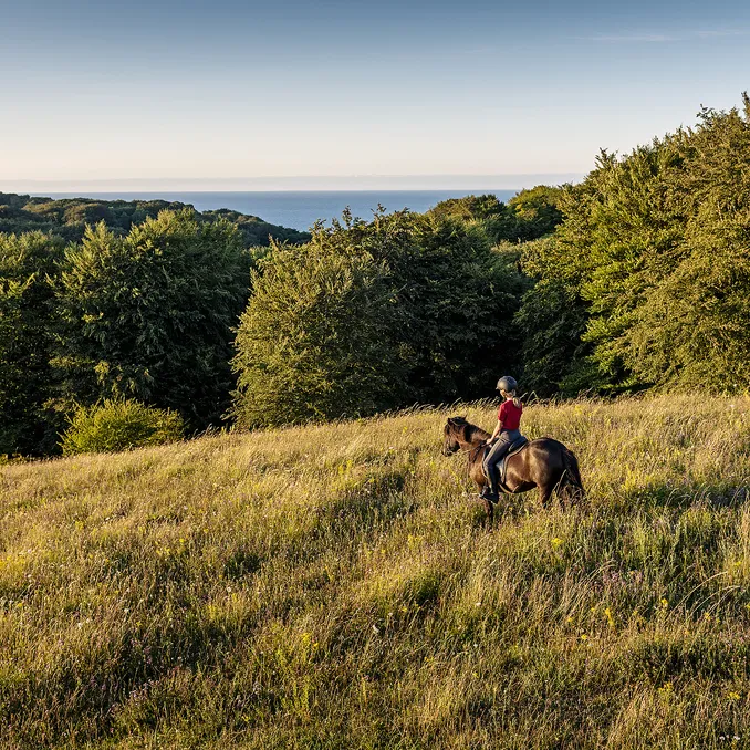 Heldagstur på islandshest