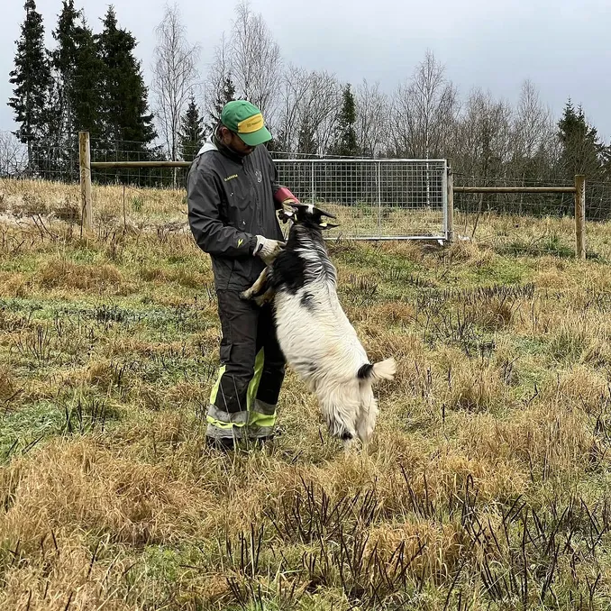 Geitevandring for to