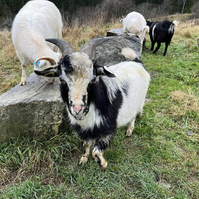 Geitevandring for to