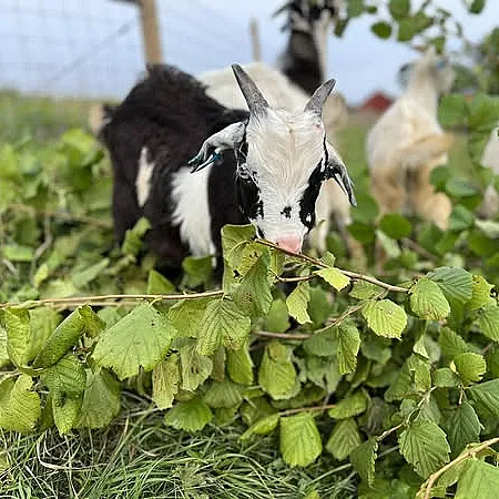 Geitevandring for to