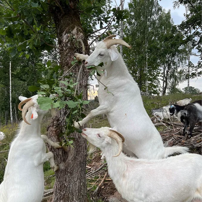 Geitevandring for to