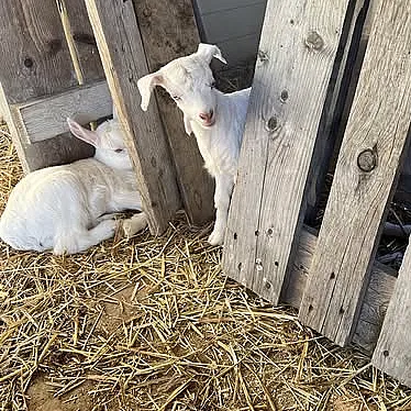 Geitevandring for to