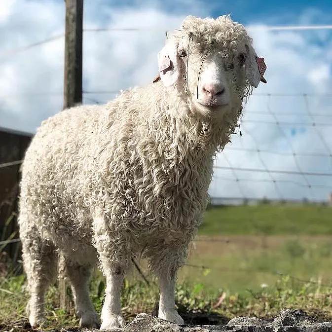 Gårdsbesøk for familien