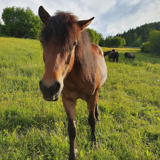 Gårdsbesøk for familien