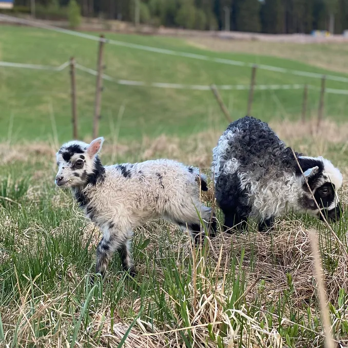 Gårdsbesøk for familien
