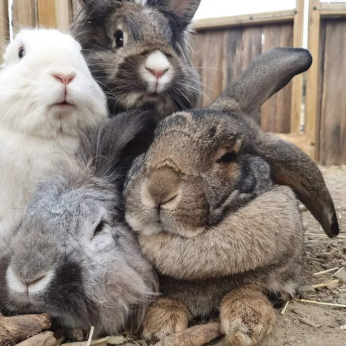 Gårdsbesøk for familien