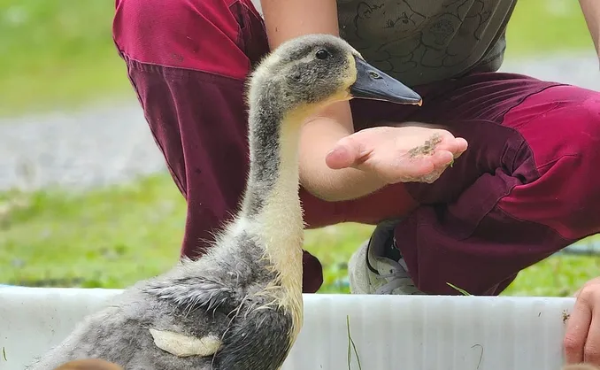 Gårdsbesøk for familien