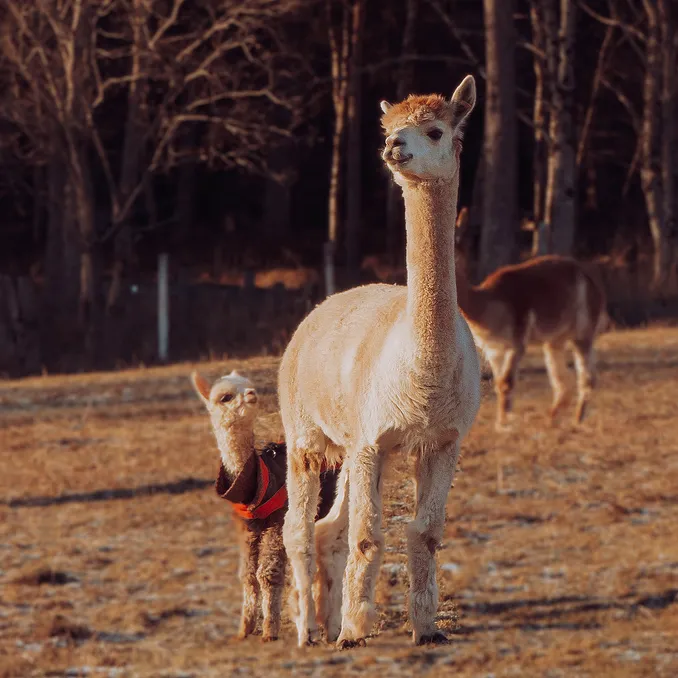 Glamping & alpakkavandring