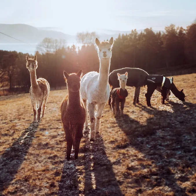 Glamping & alpakkavandring