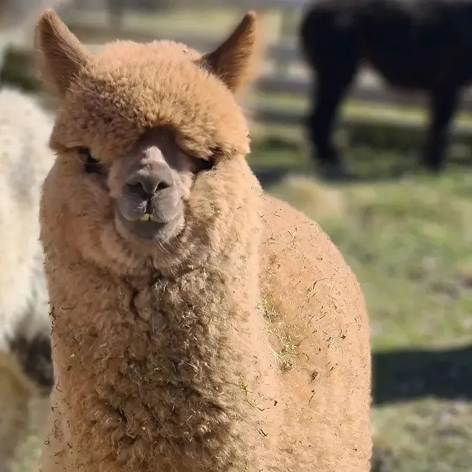 Glamping & alpakkavandring