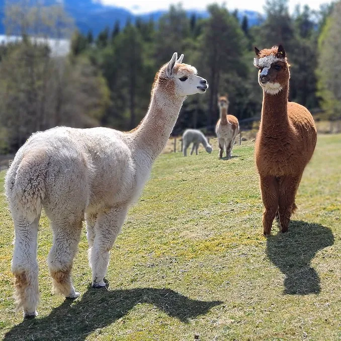 Glamping & alpakkavandring