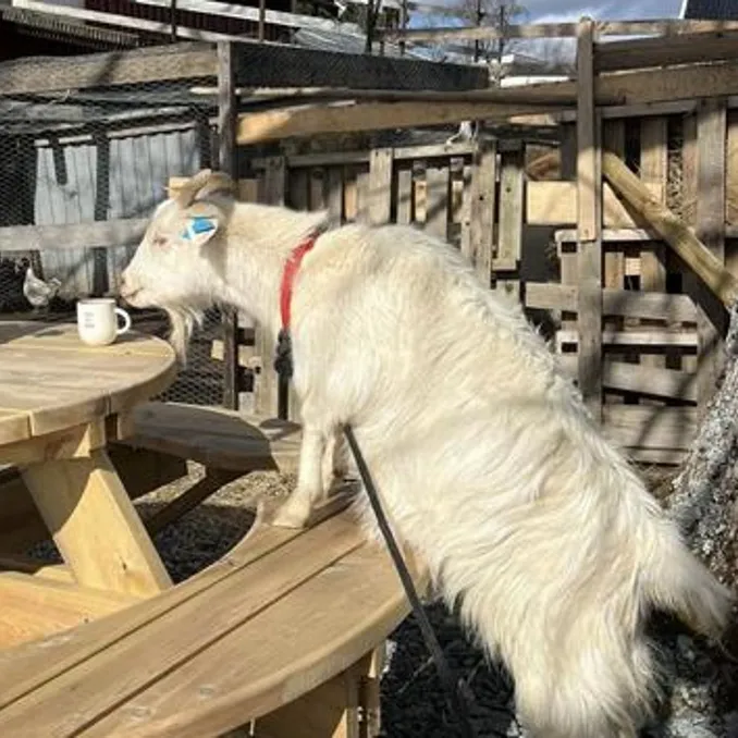 Geitevandring for to