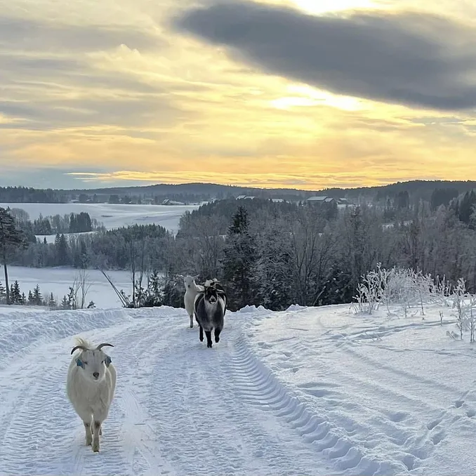 Geitevandring for to