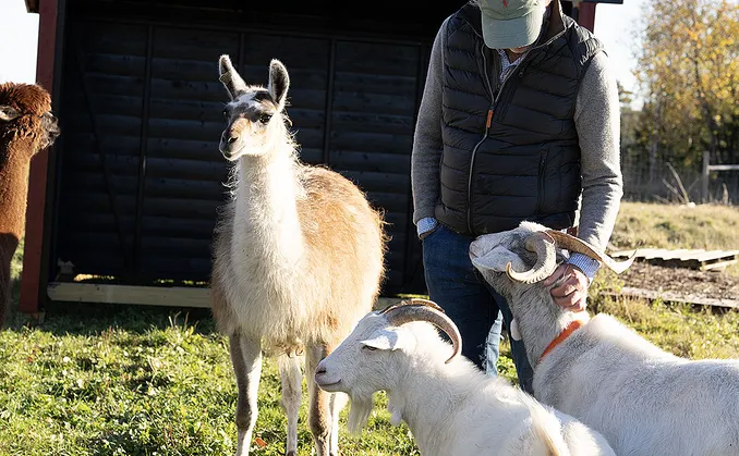 Geitevandring for to