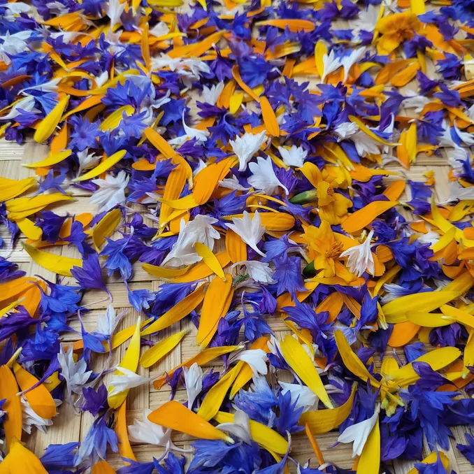 Sankekurs av urter og spiselige blomster