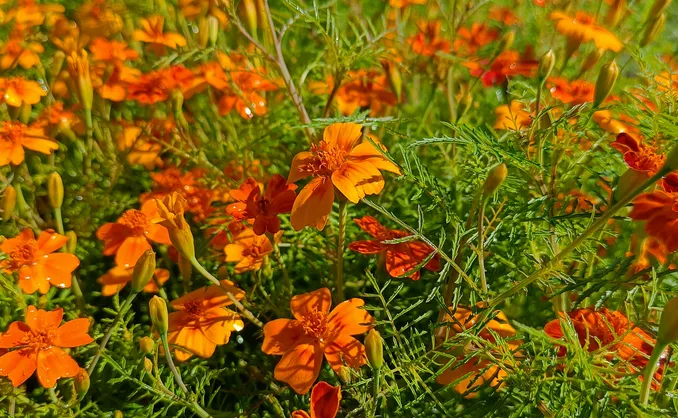 Sankekurs av urter og spiselige blomster