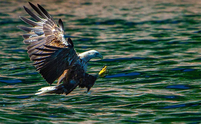 Natur- og havørnsafari