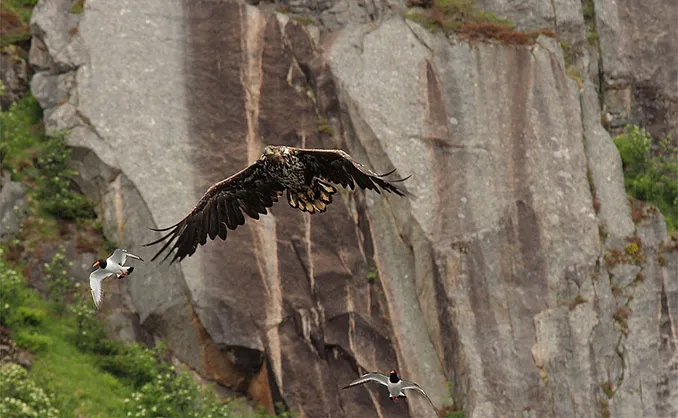 Natur- og havørnsafari