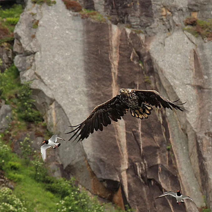 Natur- og havørnsafari