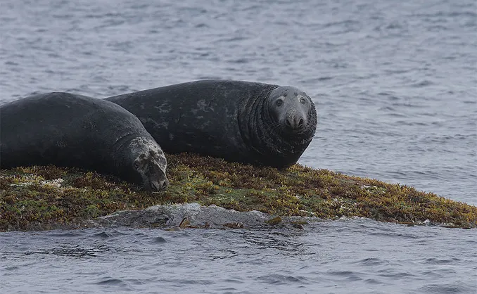 Natur- og havørnsafari