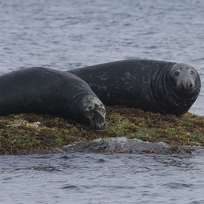 Natur- og havørnsafari
