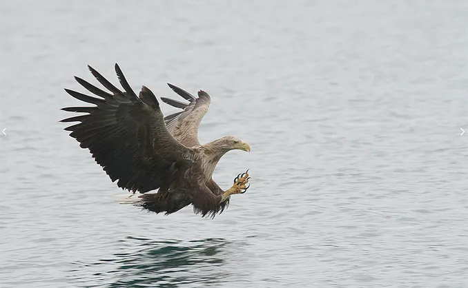 Natur- og havørnsafari