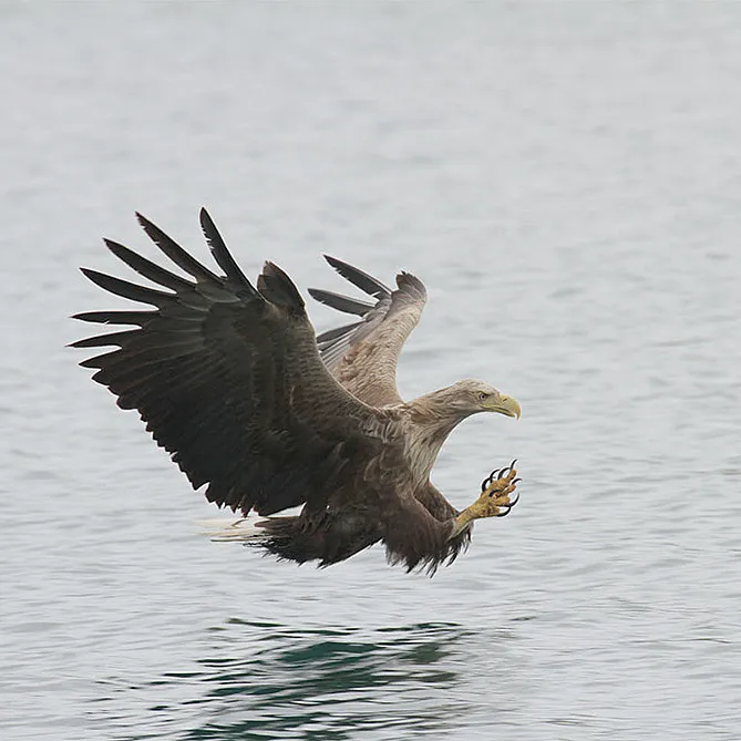 Natur- og havørnsafari