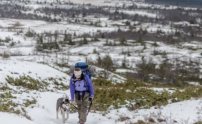 Husky hiking
