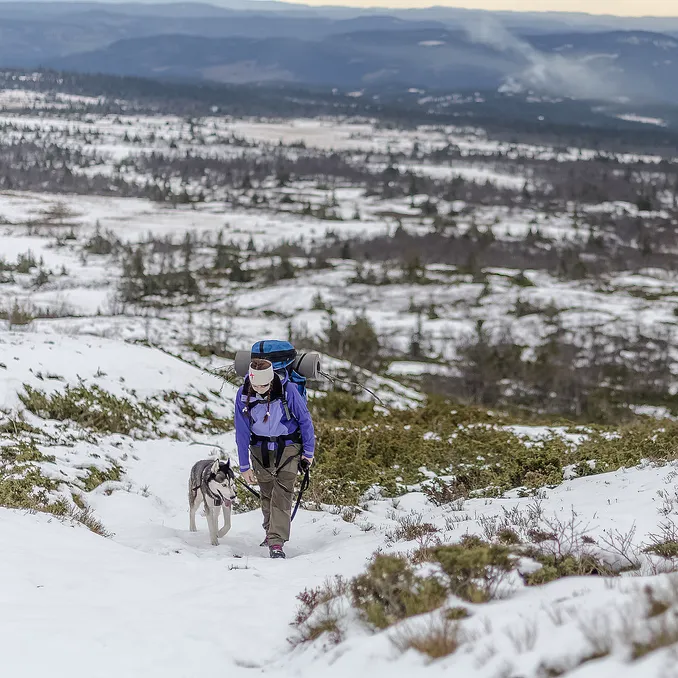Husky hiking
