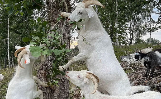 Geitevandring for to