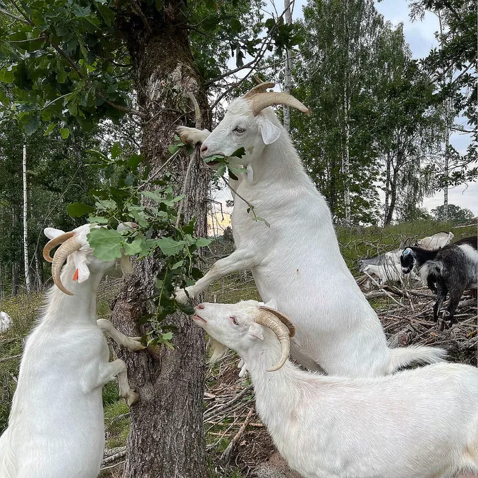 Geitevandring for to