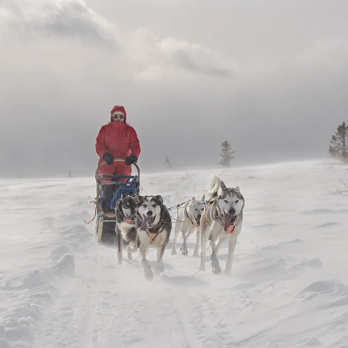 Hundekjøring med kennelbesøk
