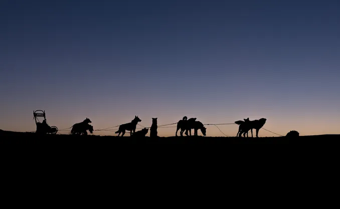 Hundekjøring med kennelbesøk