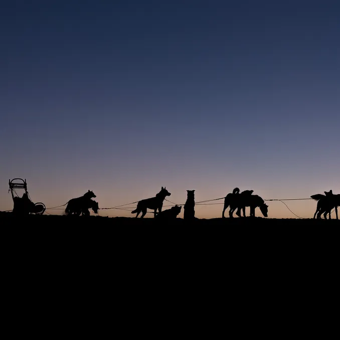 Hundekjøring med kennelbesøk