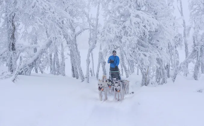 Hundekjøring med kennelbesøk