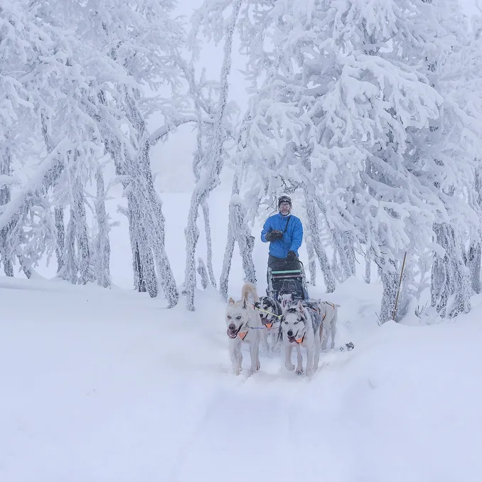 Hundekjøring med kennelbesøk