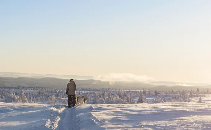 Hundekjøring med kennelbesøk