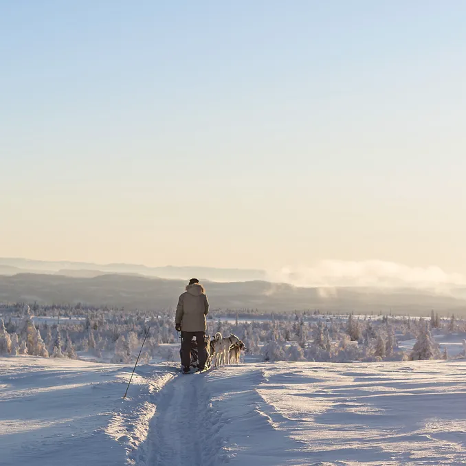 Hundekjøring med kennelbesøk