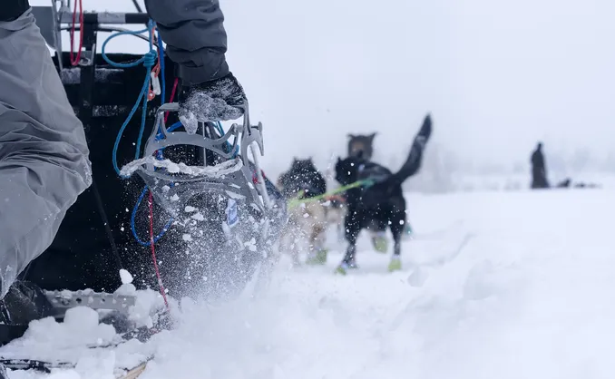 Hundekjøring med kennelbesøk