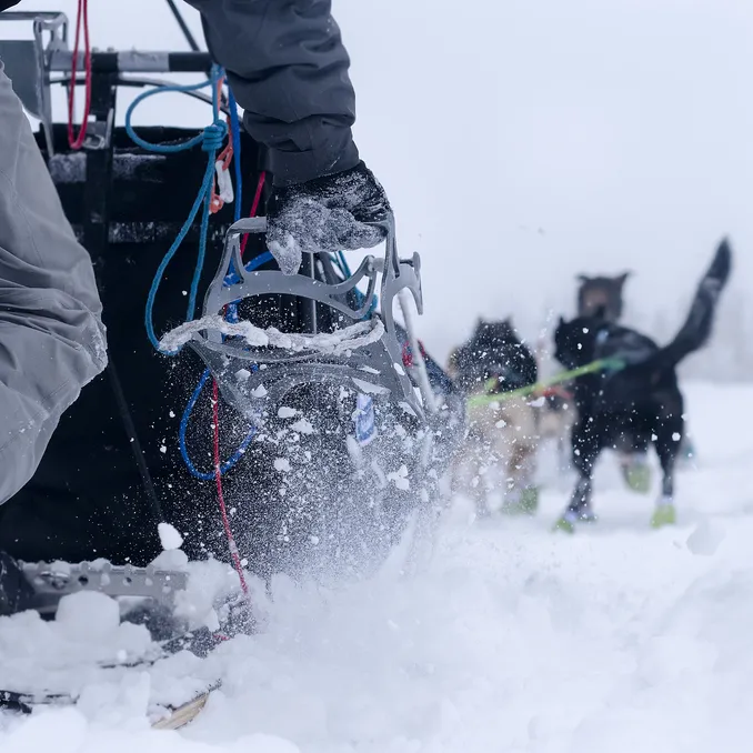Hundekjøring med kennelbesøk