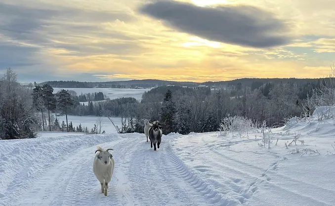 Geitevandring for to