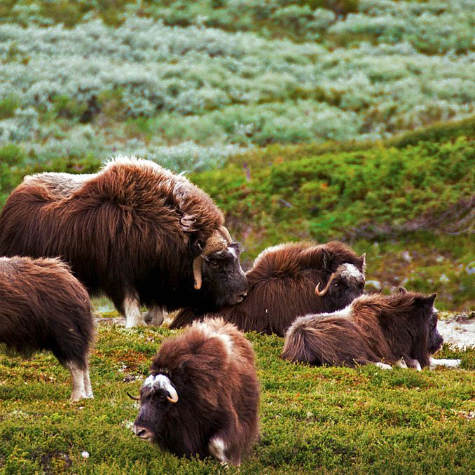 Moskussafari med overnatting