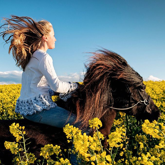 Heldagstur på islandshest