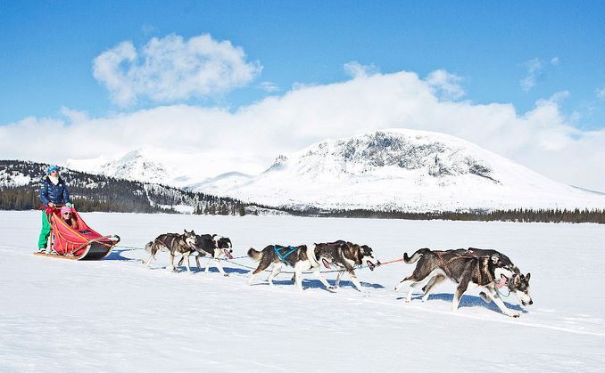 Hundekjøring deluxe