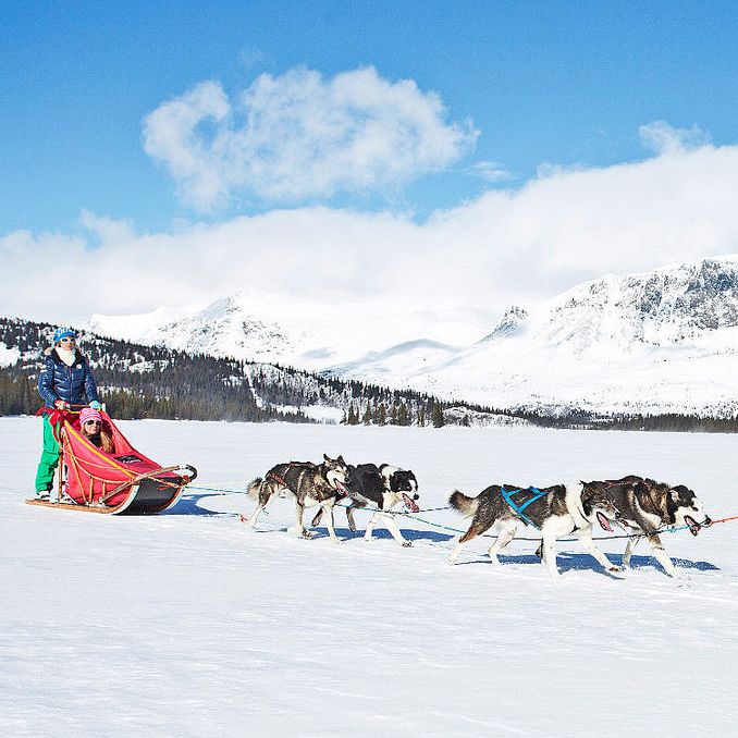 Hundekjøring deluxe